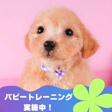 ミックス(ビションフリーゼ×トイプードル)【静岡県・男の子・2024年6月24日・アプリコット】の写真「🎉10/13(日)見学会開催🎉」