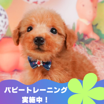 トイプードル(トイ)【静岡県・男の子・2024年7月2日・レッド】の写真「🎉10/13(日)見学会開催🎉」