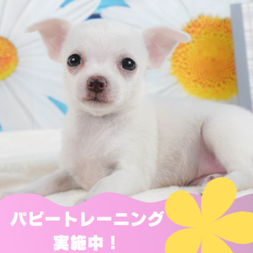 チワワ(スムース)【静岡県・女の子・2024年6月6日・ホワイト】の写真「🐶パピートレーニング実施中💓」