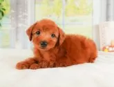 トイプードル(トイ)【静岡県・女の子・2024年6月13日・レッド】の写真3「遠方で直接犬舎へ来れない方にもオススメ✨オンライン見学も対応しています（」