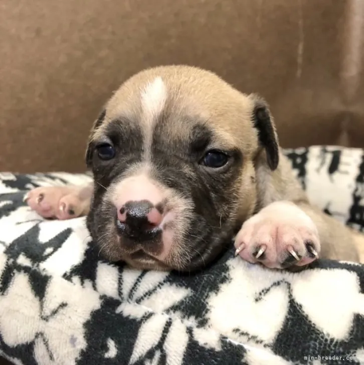 ID：2304-02967の子犬
