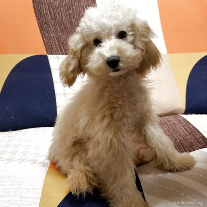 タイニープードル【三重県・男の子・2025年6月7日・アプリコット】の写真1