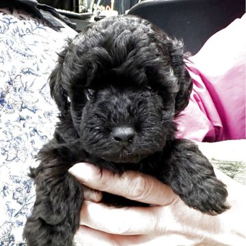 トイプードル(タイニー)【三重県・男の子・2025年9月29日・ブラック】の写真「タイニーの可愛くて貴重なブラック♪」