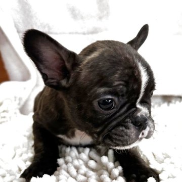 フレンチブルドッグ【三重県・男の子・2025年10月20日・ブリンドルホワイト】の写真「ムッチリボディの男の子♪」