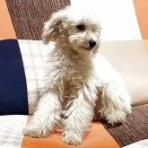 タイニープードル