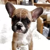 フレンチブルドッグ