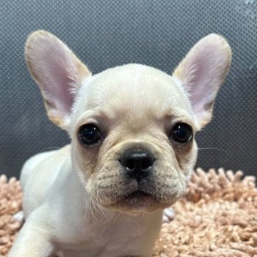 フレンチブルドッグ【三重県・男の子・2024年2月15日・クリーム】の写真「人気色クリームのフレブルくん🤍」
