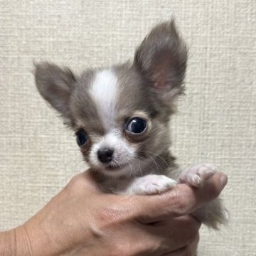 チワワ(ロング)【三重県・男の子・2023年5月8日・イザベラ&ホワイト】の写真「極小チワワくん🚹可愛さ100点‼️」