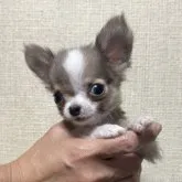 チワワ(ロング)【三重県・男の子・2023年5月8日・イザベラ&ホワイト】の写真1「8/19日撮影」