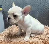 フレンチブルドッグ【三重県・男の子・2024年2月15日・クリーム】の写真2