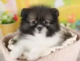 ポメラニアン【群馬県・男の子・2025年7月25日・パーティー】の写真10「🐾お父さん犬、お母さん犬の見学も可能です♪」