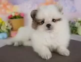 ポメラニアン【群馬県・男の子・2025年6月24日・パーティ】の写真10「🐾お父さん犬、お母さん犬の見学も可能です♪」