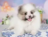 ポメラニアン【群馬県・男の子・2025年7月25日・パーティー】の写真10「🐾お父さん犬、お母さん犬の見学も可能です♪」