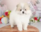 ポメラニアン【群馬県・男の子・2025年8月4日・パーティー】の写真10「🐾お父さん犬、お母さん犬の見学も可能です♪」