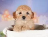 トイプードル(トイ)【群馬県・女の子・2025年5月27日・レッド】の写真10「🐾お父さん犬、お母さん犬の見学も可能です♪」