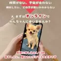ビションプー(ビションフリーゼ×トイプードル)【群馬県・男の子・2025年5月30日・アプリコット】の写真12「自宅から気軽に「オンライン見学」ワンちゃんを見てみませんか？相談したい、話を聞きたいでもOK！」