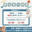 ミニチュアダックスフンド(ロング)【群馬県・男の子・2025年10月5日・ブラック&タン】の写真12「月曜～日曜・祝日も営業中！10時～17時まで見学・お迎えの予約が可能です」