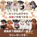 ビションプー(ビションフリーゼ×トイプードル)【群馬県・男の子・2025年5月30日・アプリコット】の写真15「群馬県内で掲載数が一番！兄妹ちゃんや他の子との複数頭見学もできますよ！」