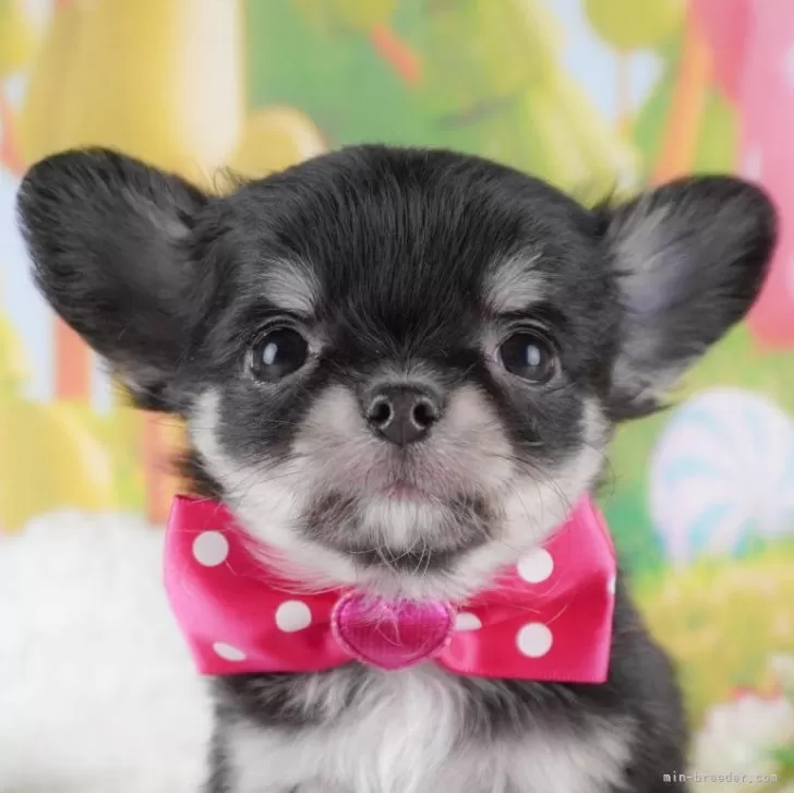 ID：2501-00331の子犬