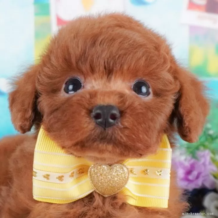 ID:2501-07683の子犬