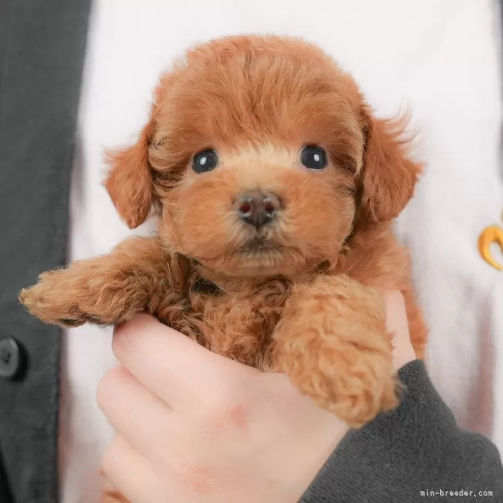 ID：2511-03149の子犬