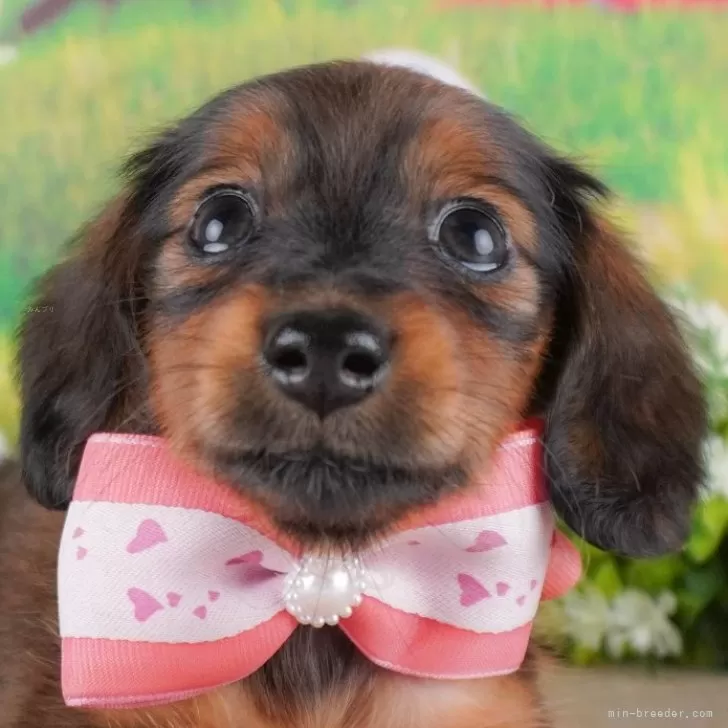 ID:2412-02674の子犬