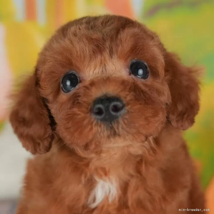ID：2507-04598の子犬