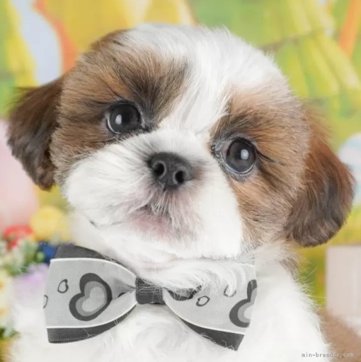 YAS 様のお迎えした子犬