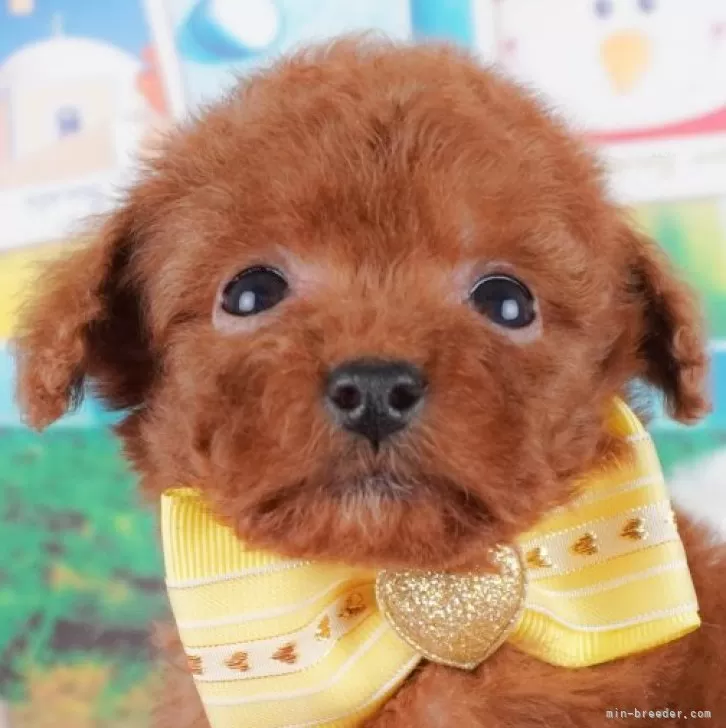 ID:2412-05158の子犬