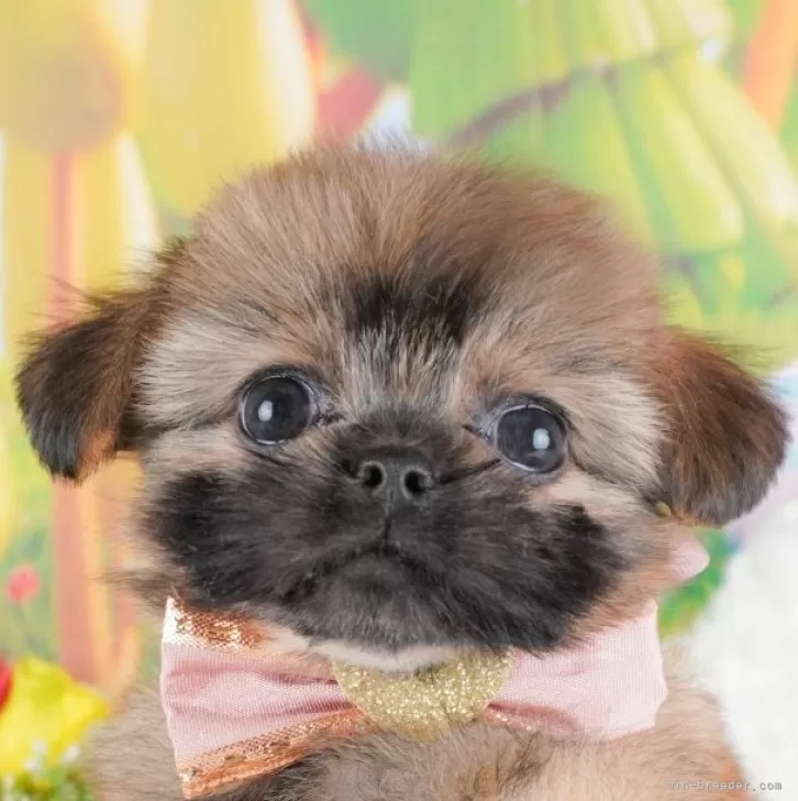 ID:2411-05082の子犬