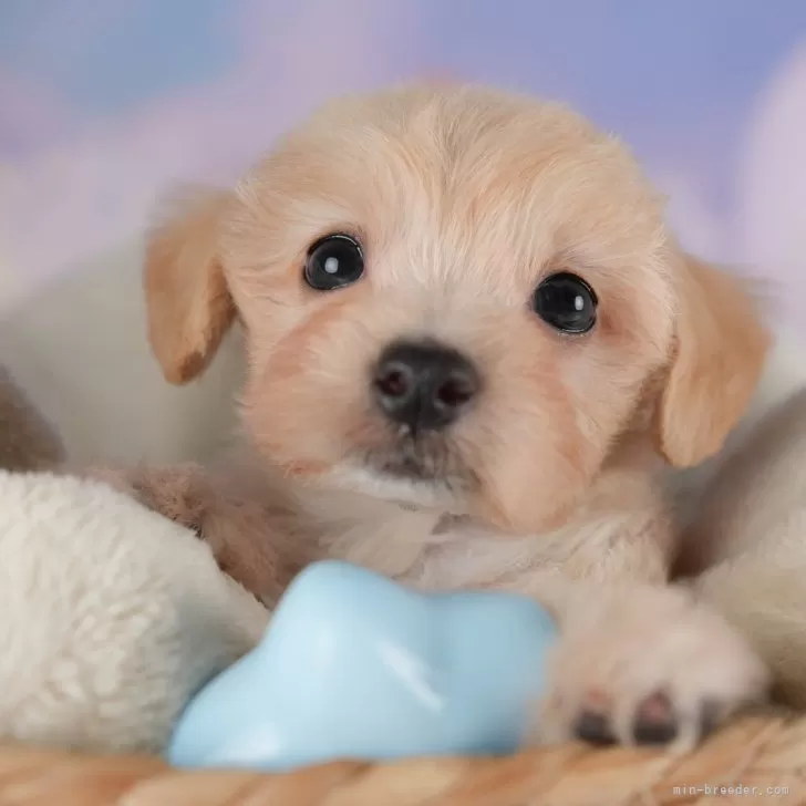 ID：2508-07745の子犬