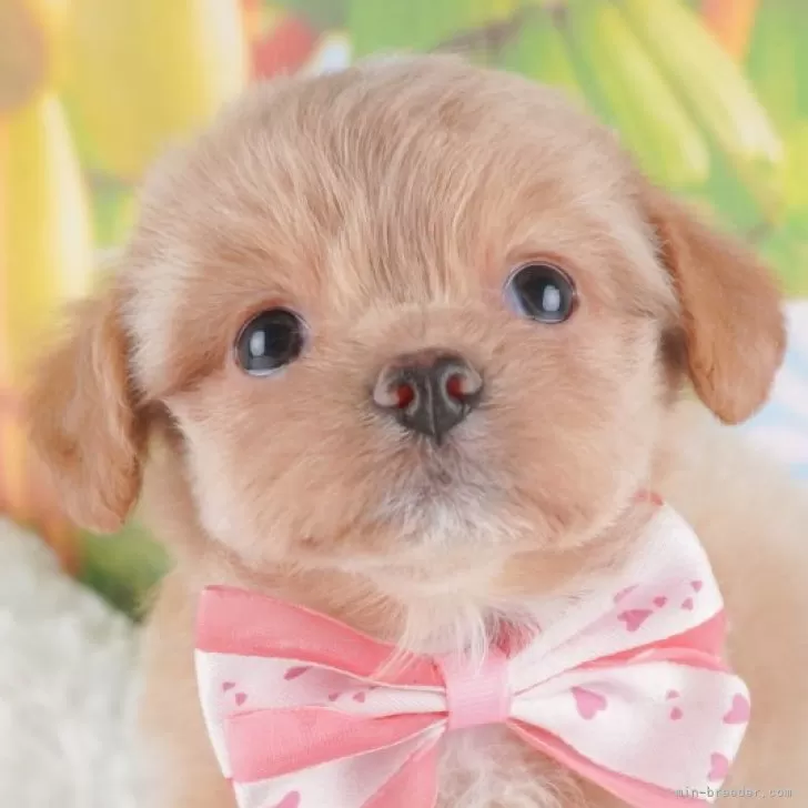 ID：2502-06821の子犬