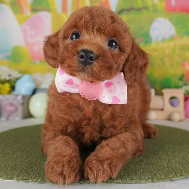 ID:2504-07990の子犬