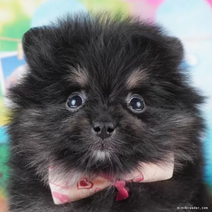 ID：2412-04574の子犬