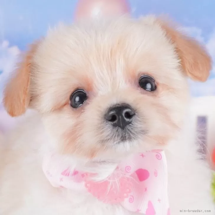 ID:2501-00343の子犬