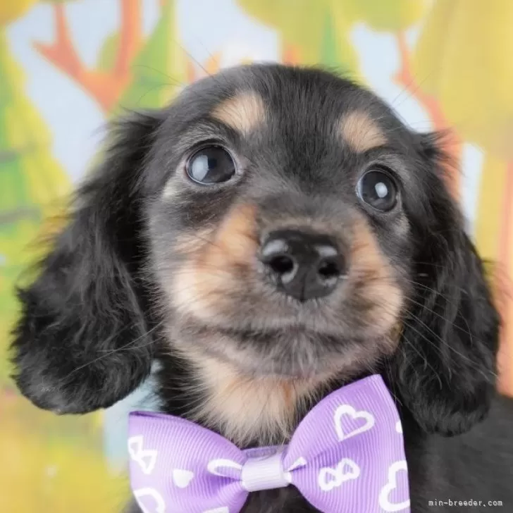ID:2412-06543の子犬