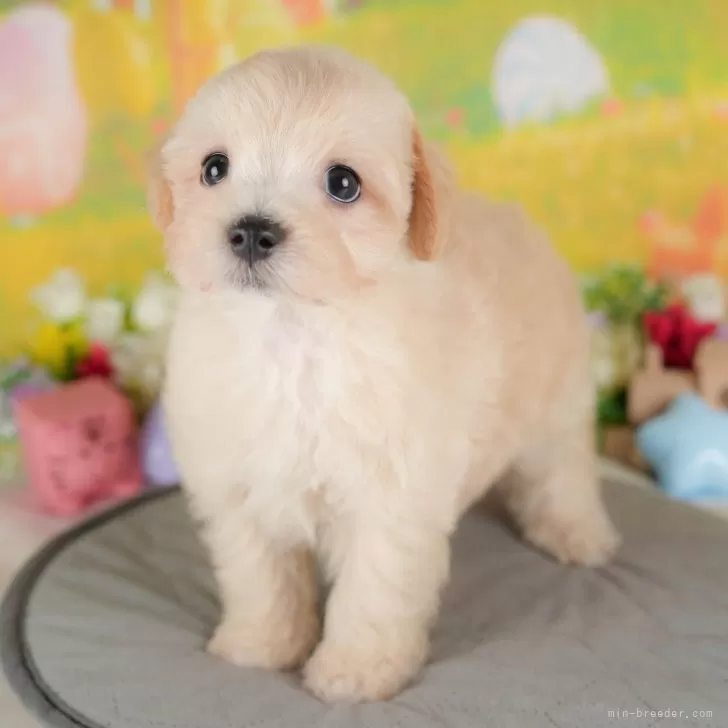 ID：2508-07744の子犬