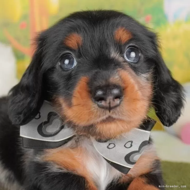 ID:2505-07232の子犬