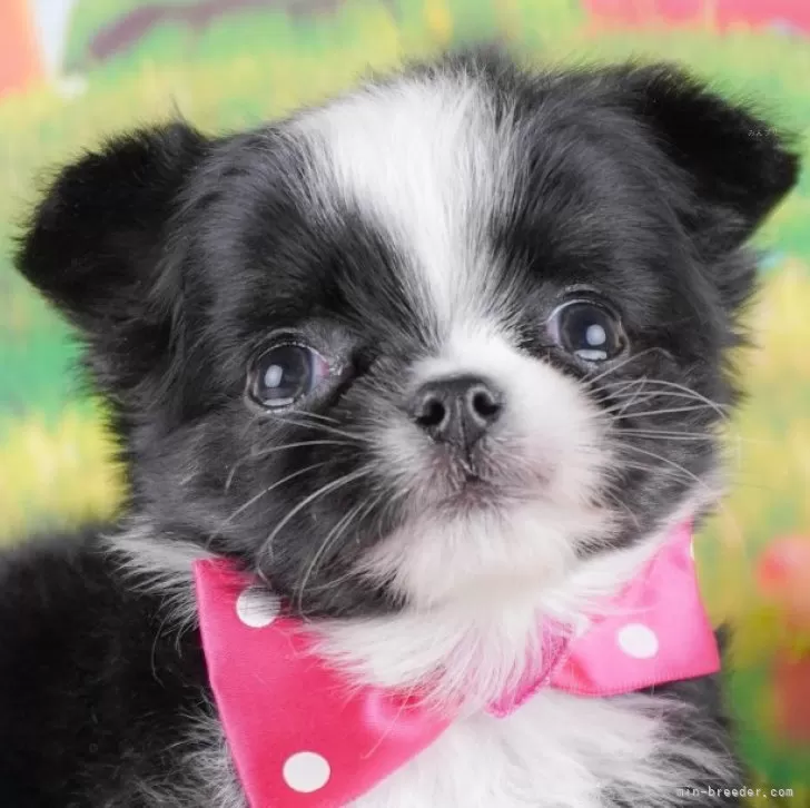 ID:2412-04580の子犬