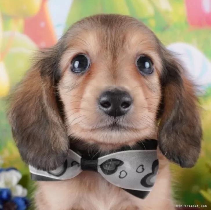 ID:2412-04576の子犬