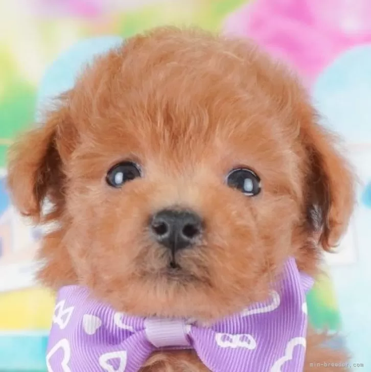 ID:2412-05160の子犬