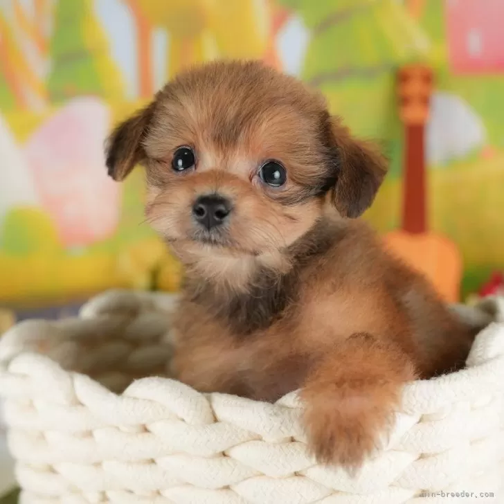 A.H 様のお迎えした子犬