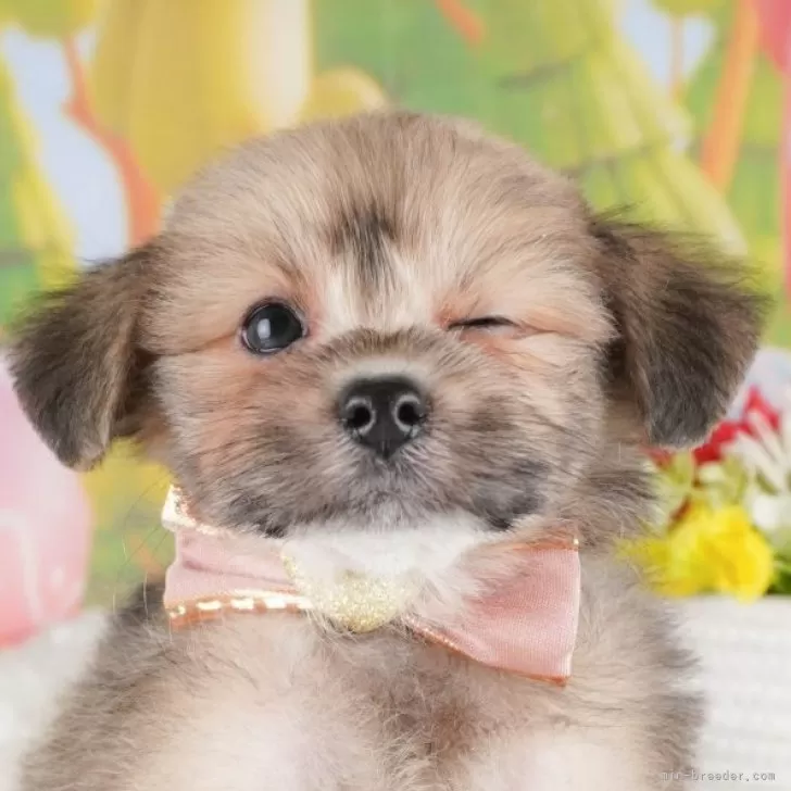 MI 様のお迎えした子犬