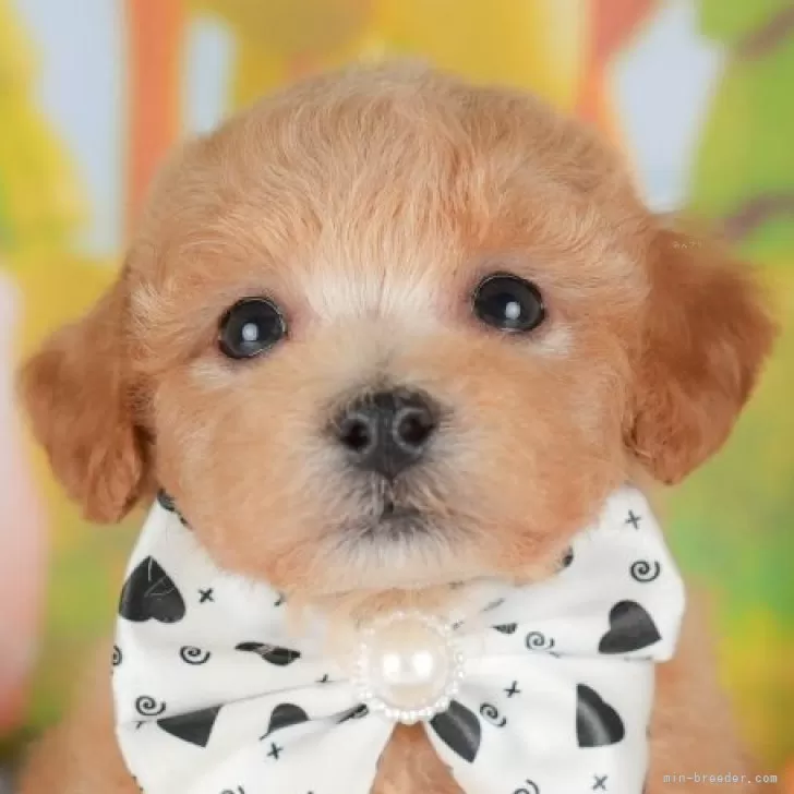 ID:2506-04946の子犬