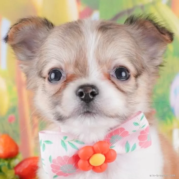 ID:2412-00789の子犬