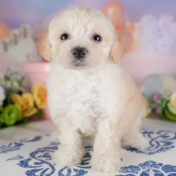 ID:2507-06767の子犬