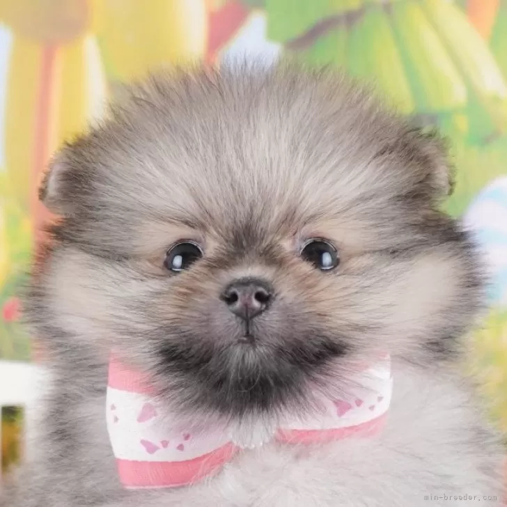 ID：2501-05907の子犬