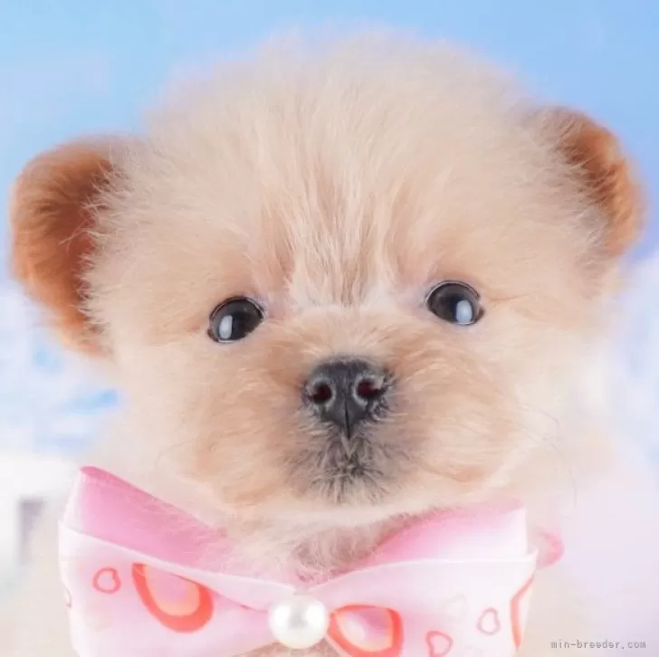 ID:2502-01105の子犬