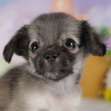 チワックス(チワワ×ダックスフンド)【群馬県・女の子・2025年7月2日・フォーン】の写真「両親犬見学可能🐶ブリーダーアワード群馬県1位🌟」