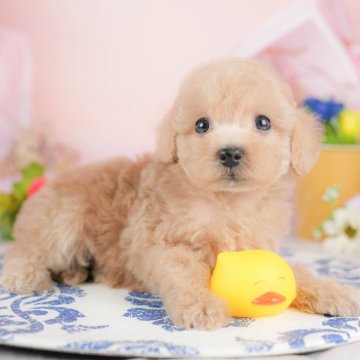 トイプードル(トイ)【群馬県・女の子・2025年9月30日・アプリコット】の写真「両親犬見学可能🐶ブリーダーアワード群馬県1位🌟」